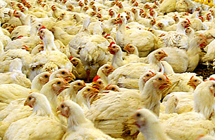 The Morality of Mealtime