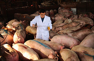 China: Tainted Pork Renews Food Safety Fears