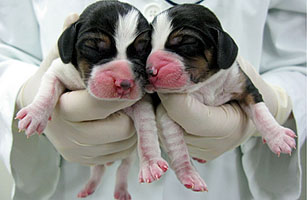 South Koreas Pet Clone Wars