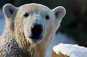Knut the Polar Bear: Did Negligence Kill the Berlin Star?