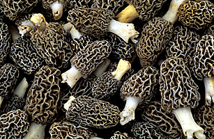 Mushroom Nation: Why Americas Fungus Fixation is a Patriotic Call to Dinner