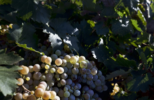 Climate Change: How to Save Wine from Extreme Weather
