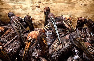 The Gulf Disaster: Whose Asses Need Kicking?