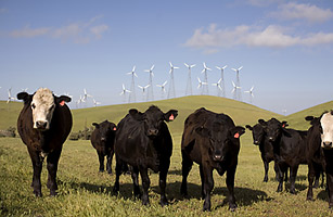 Meat: Making Global Warming Worse