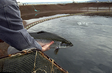 Fish Farmings Growing Dangers