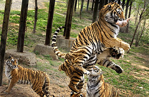 China Tiger Deaths Spark Inquiry, Calls for Animal Rights