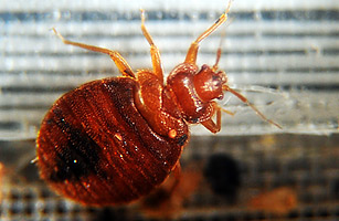 Q&A: Bed Bug Survival Guide Author Has Words of Wisdom