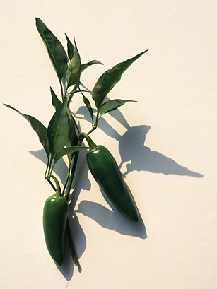 Recipe for Food Safety