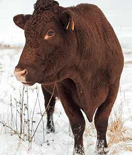 How Eating Grass-Fed Beef Could Help Fight Climate Change