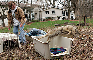 Cubs, Bears and Now Coyotes: Meet Chicagos Newest Residents