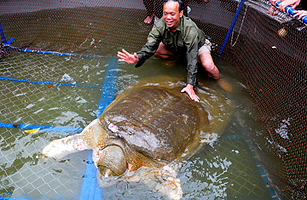 Hanois Reclusive Lake Turtle Forced Out of Its Shell