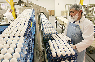 The Holes in Americas Food-Safety Net