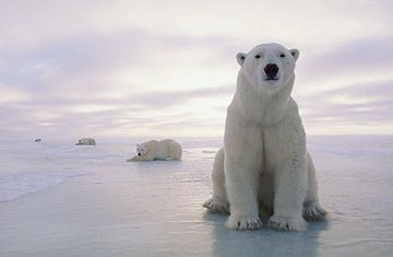 Endangered Species: In More Danger