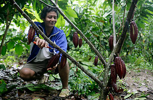 From Cocaine to Chocolate: Farmers in Peru Change Crops