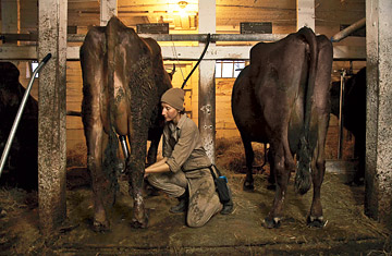 Raw Milk Straight from the Cow