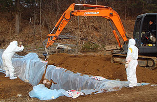 Foot-and-Mouth in South Korea: 1 Million Farm Animals Slaughtered