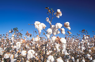 Why Brazils Cotton Farmers Get Subsidies from the U.S.