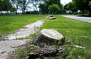 Deadlier than Dutch Elm: U.S. Trees Stricken by a Plague of Ash Borers