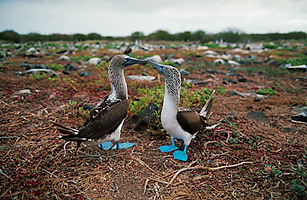 Blue-Footed Boobies: Aging Males and a Fading Fertility