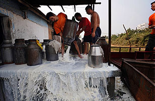 Chinas Tainted-Milk Scandal Spreads