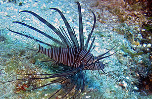 Taming the Lionfish: Can Predators Be Trained to Control an Invasive Species?