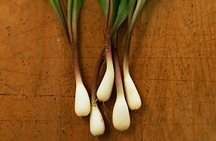 Food Trend: Chefs Love Ramps; Vegetable Trumps Arugula