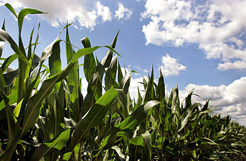 Issue of the Year: The Environment