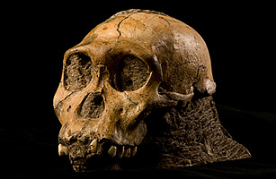 New Species of Hominid Skeleton Found in South Africa