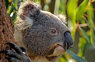 Are Australias Koalas, Battling Climate Change and Chlamydia, On the Path to Extinction?