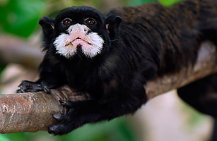 Scientists Discover Mother Monkeys Who Kill Their Babies