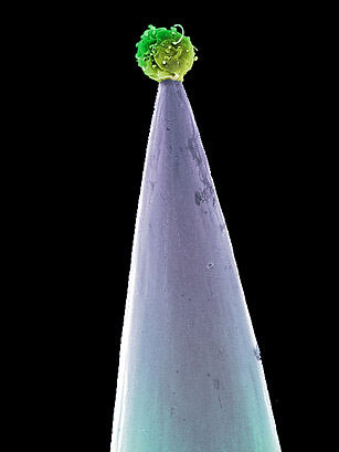 Stem Cells Are Put to the Test