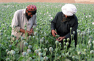 Russia and U.S. Work Together in War on Drugs in Afghanistan