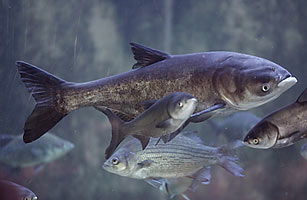 In a Globalized World, Are Invasive Species a Thing of the Past?