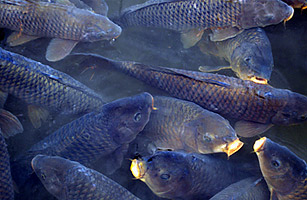 Floods May Have Spread Invasive Fish