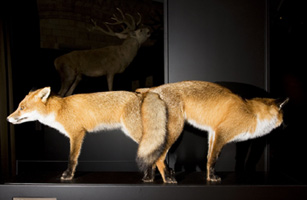 Natural History Museum: Sexual Nature