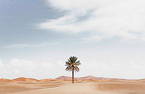 The Saharas Great Green Wall: Fighting a Deserts Sprawl 