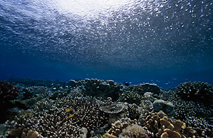 A Scary Report Card on the Worlds Oceans