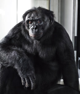 Inside the Minds of Animals