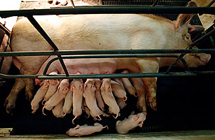 Animal Rights: Can Meat Eaters Be Cruelty-Free?