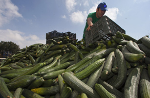 More Pain for Spain: The Cucumber Crisis Bad Timing