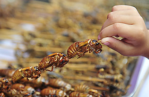 Sixteen Ways of Eating a Cicada