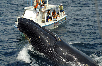 Why Japans Whale Hunt Continues
