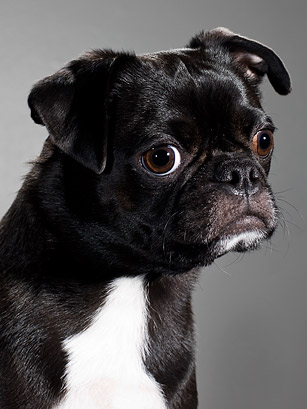 Puppy Shrinks, Kitty Therapy: Inside the World of Pet Psychologists