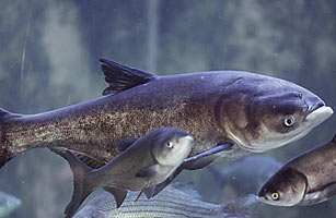 Asian Carp Battle: Foreign Fish Threaten Great Lakes