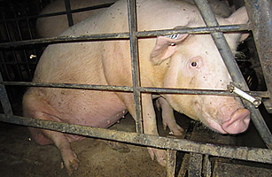 Animal Cruelty: New Undercover Video Links Major Retailers to Barbaric Handling of Pigs