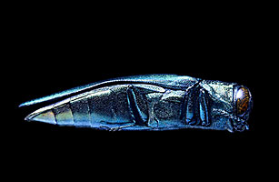 Ash Borer: The Bug Thats Eating America