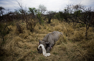 Killing Fields: Africas Rhinos Under Threat