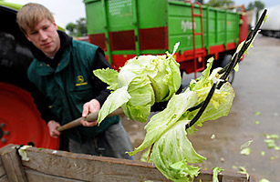 WHO: E. Coli Outbreak Caused by New Strain