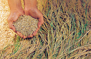 How to End the Global Food Shortage