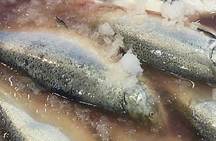 Are Genetically Modified Fish a Vital Part of Our Future?